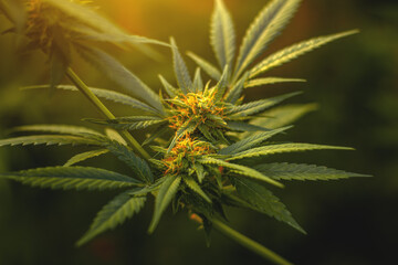 Flowers buds of a marijuana plant close-up with visible orange hairs and green leaves in late flowering stage.