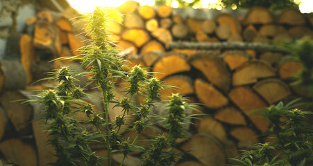 Marijuana plant in the final stage of flowering outdoors. Cannabis buds on branches - obrazy, fototapety, plakaty