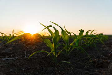 Small corn sprouts close-up. Young corn sprouts in the field at sunset. Organic food production and...