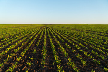 Young sugar beet sprouts in the field at sunset. Growing sugar beet in an agricultural field. Concept of a rich harvest - obrazy, fototapety, plakaty