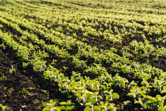 Young soybean sprouts in the field at sunset. Growing soybeans in an agricultural field. Agriculture image