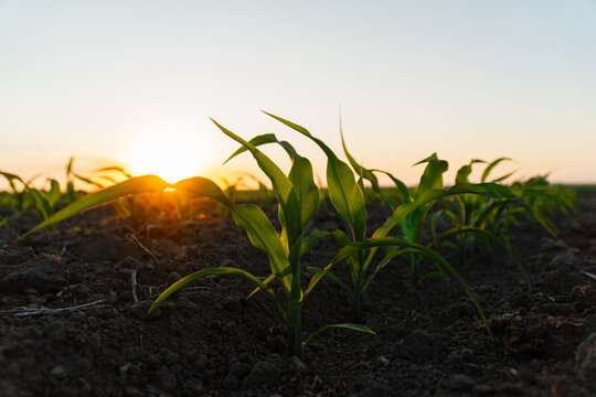 Small corn sprouts close-up. Young corn sprouts in the field at sunset. Organic food production and cultivation