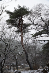 Fototapeta premium Pine trees, winter and snow