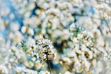 Cherry blossoms in spring time. Shallow depth of field.