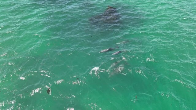 Dolphins Australia aerial footage 4k wildlife sea