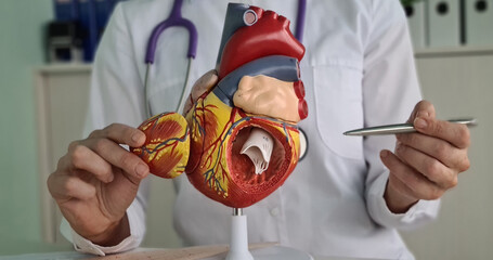 Cardiologist doctor shows structure of heart on artificial model closeup