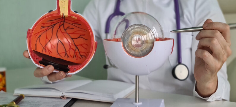 Ophthalmologist doctor holding part of eye model