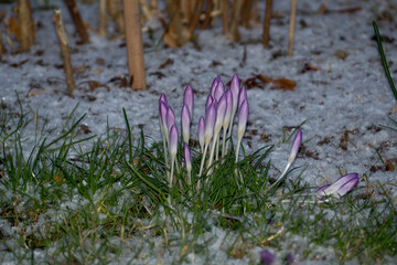 a bush with lilac crocuses covered with flowers grows in the garden against a background of green grass with white snow in the early morning.  nature.  calendar. The poster