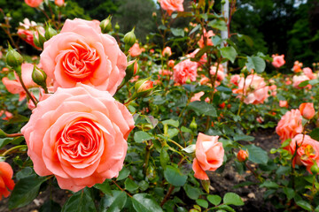 many peach-colored roses grow in the garden. summer . nature. beautiful flowers. holiday. calendar . side view