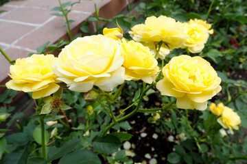 yellow roses grow in the garden in summer. nature. A park . bright yellow flowers. many roses