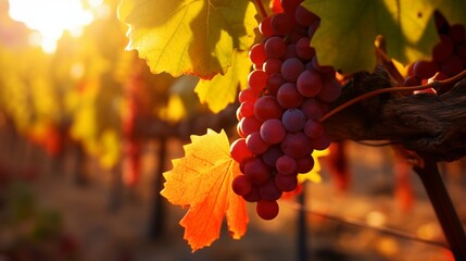Feel the embrace of fall in the vineyard, where the closeup view of red grapevine leaves captures...
