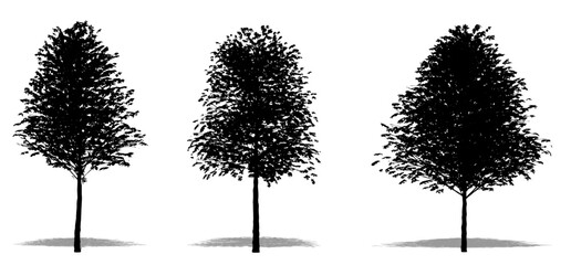 Set or collection of European Linden trees as a black silhouette on white background. Concept or conceptual vector for nature, planet, ecology and conservation, strength, endurance and  beauty