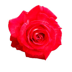 red rose on a white background. view from above . large rose bud. holiday . flower. isolate