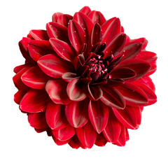 red dahlia flower close up on a white background. view from above. flower isolate. congratulations
