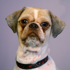 on a purple background, a portrait of a Shih Tzu dog with a short haircut. dog with white and brown...