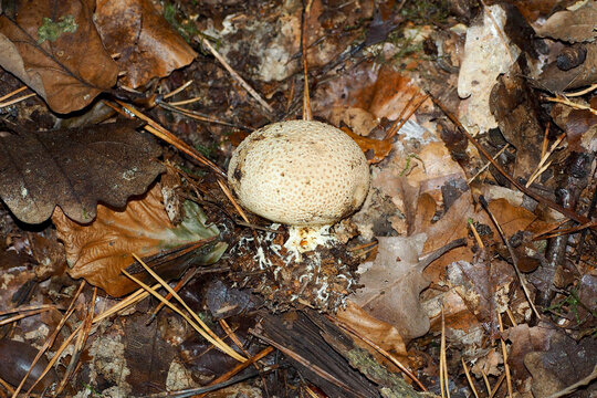 The common false-leaved mushroom grows closely in the forest . side view. The family of fungi is false-leaved. Scleroderma citrinum. inedible mushroom