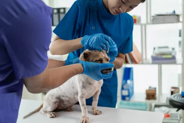 Foto op Plexiglas Little dog at the veterinarian examination Veterinarian and assistant working on health examination of pet dog in modern veterinary clinic with professional doctor in charge © MrAshi