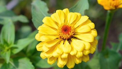 Closeup of Zinnia flower in the garden