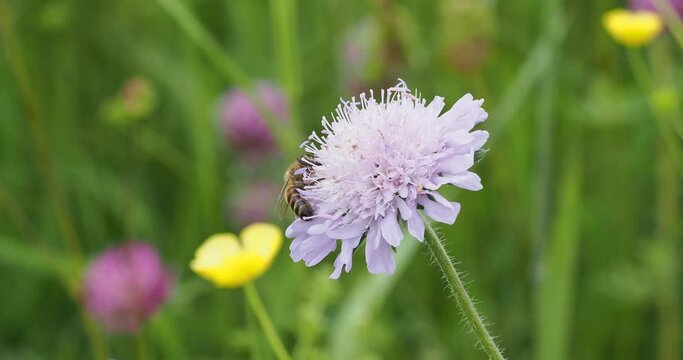 (Knautia arvensis) Lilac field scabious atop of hairy grey-green stem swaying slighty, a Honey bee collecting and foraging its nectar