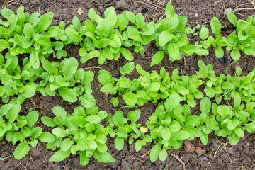 bed with young radish shoots in early spring, top view. Growing vegetables in the garden