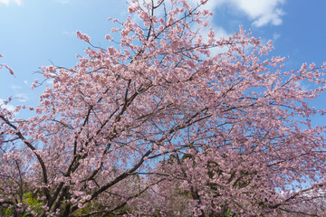 福島県福島市 花見山公園 hanamiyama Park