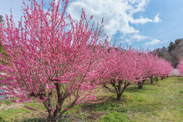 福島県福島市 花見山公園 hanamiyama Park