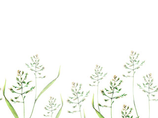 Bluegrass meadow poa watercolor seamless border floral illustration. Green stems isolated on white background. Wildflower botanical natural hand drawn  - obrazy, fototapety, plakaty