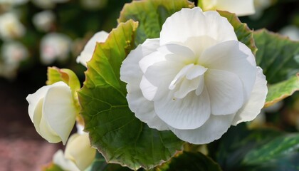Close-up of Begonia flower blooming in the garden