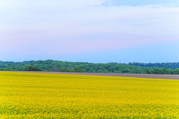 Obraz premium 安平町の菜の花畑