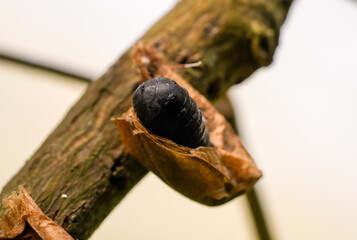 Close-up of a butterfly cocoon.
