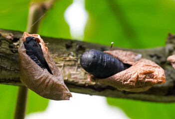 Close-up of a butterfly cocoon.
