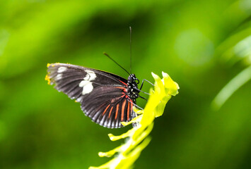 Orange black butterfly on a plant. Close-up of the insect.
