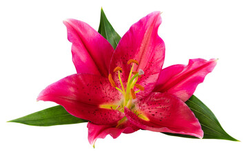Wonderful red Lily PNG