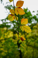 Close up of leaves changing colour in the autumn fall