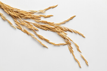 ears of wheat on white background