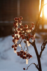 Ice on a rowan branch melts under the influence of bright sunlight. Warming concept - 696310874