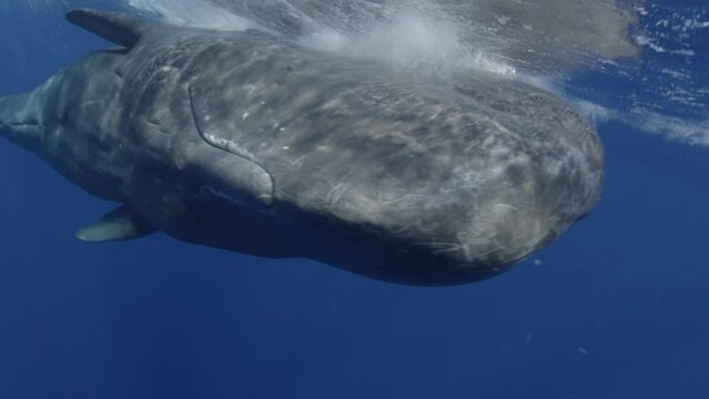 Sperm Whale coming to observe the camera - head shot - close-up