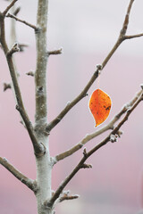 one autumn leaf hangs on a tree. frost along the edges of the sheet