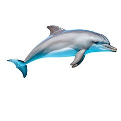 dolphin isolated on white background