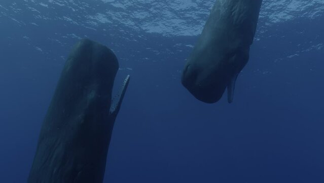 Young Sperm Whales socializing with ppen mouth