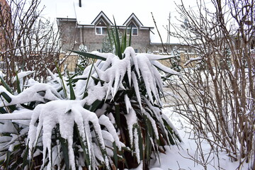 yucca in the snow against the background of a residential building