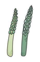 Green Asparagus isolated on white background. Hand Drawn vector illustration. Organic vegetables and fruits cartoon concepts. Education and school kids coloring page, printable.