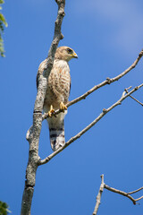 Brazilian Savannah Bird / The birds of Brazil are very beautiful and have many colors.