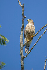 Brazilian Savannah Bird / The birds of Brazil are very beautiful and have many colors.