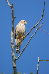 Brazilian Savannah Bird / The birds of Brazil are very beautiful and have many colors.