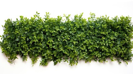 Obraz premium Hedge Placed on Top of a Clean White Wall for a Striking Visual Contrast