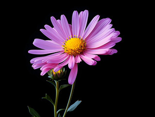 Aster flower in studio background, single aster flower, Beautiful flower, ai generated image