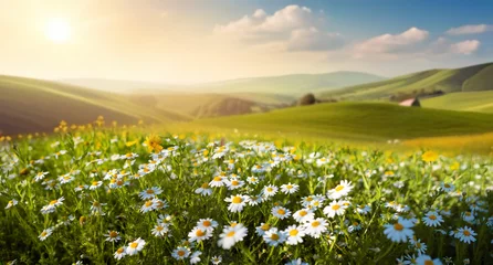  Beautiful spring and summer natural landscape with blooming field of daisies in the grass in the hilly countryside. © Laura Pashkevich