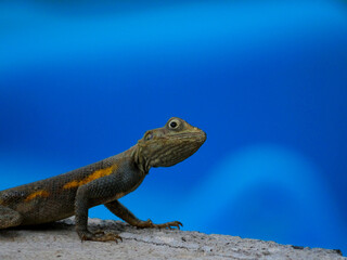 Lézard en gros plan regardant l'objectif