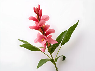 Balsam flower in studio background, single balsam flower, Beautiful flower, ai generated image